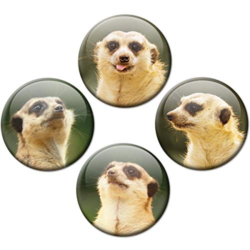 Magnete Erdmännchen für Glasmagnettafel 4er Geschenk Set Tiere lustig für Kinder extra stark groß Ø 50 mm von GUMA Magneticum