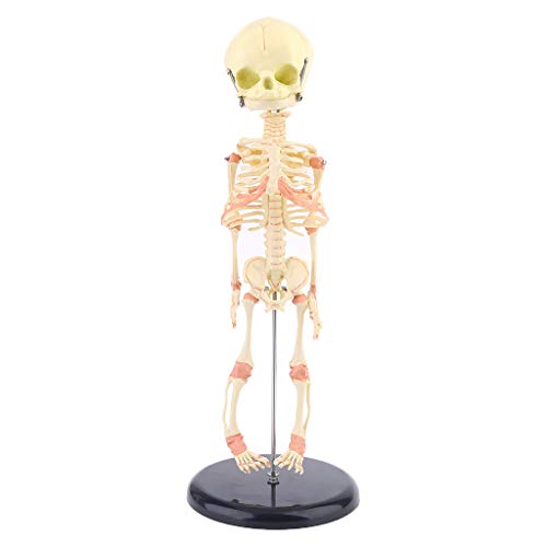 GUMEI Single Head Baby Skull Menschliches Forschungsmodell Skelett Anatomische Gehirnanatomie von GUMEI