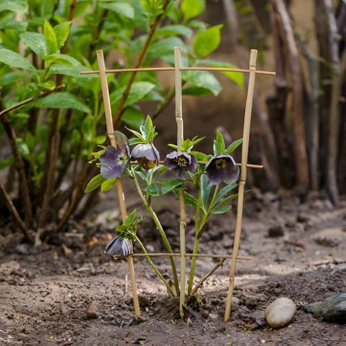 Wooden Trellis Indoor 2 Pack Fan-Shaped Climbing Plants Trellises for Garden Stakes Vines Monstera Support Netting(60cm/23.6in) von GUOGLZ