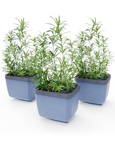 GUSTA GARDEN Herbs Buddy - Selbstbewässerungstopf & Kräutertopf für Küche & Fensterbank, Ideal für Basilikum, Wassertank, Wasserstandsanzeige (3, blau) von GUSTA GARDEN