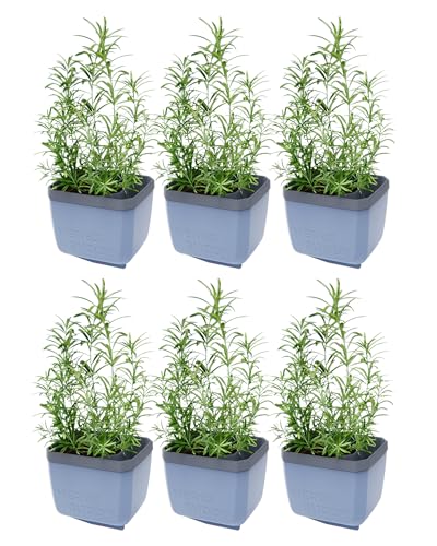 GUSTA GARDEN Herbs Buddy - Selbstbewässerungstopf & Kräutertopf für Küche & Fensterbank, Ideal für Basilikum, Wassertank, Wasserstandsanzeige (6, blau) von GUSTA GARDEN