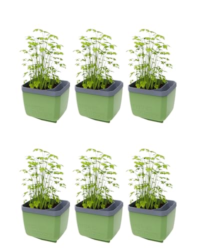 GUSTA GARDEN Herbs Buddy - Selbstbewässerungstopf & Kräutertopf für Küche & Fensterbank, Ideal für Basilikum, Wassertank, Wasserstandsanzeige (6, dunkelgrün) von GUSTA GARDEN