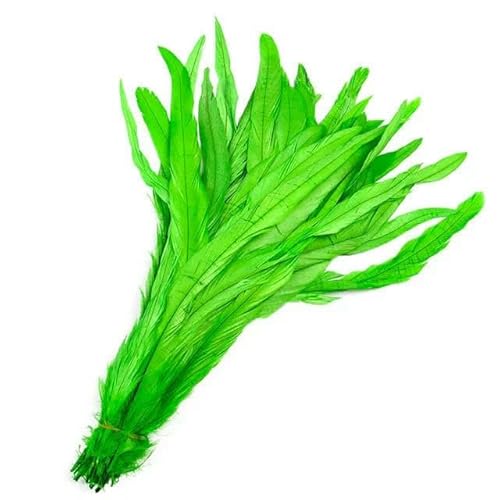 10 Stück natürliche Hahnenfedern, 25–40 cm/10–16 Zoll, Hühnerfedern für Bastelarbeiten, Kleidung, Dekoration, Bühnenauftritte, Federn – Grün – 10 Stück 35–40 cm von GVEKJ