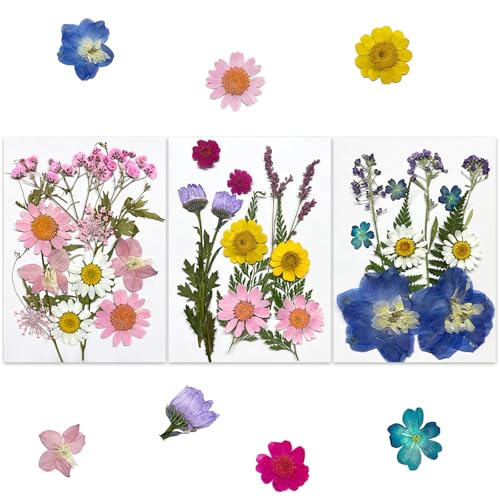 GWAWG Getrocknete Blumen 36 Stück Gepresste Blumen Set Natürliche Trockenblumen zum Basteln DIY Getrocknete Blüten für Schmuck Handyhüllen Kerzen Seifen Fotorahmen Scrapbook Geschenkidee für Kreative GWAWG Getrocknete Blumen 36 Stück Gepresste Blumen Set Natürliche Trockenblumen zum Basteln DIY Getrocknete Blüten für Schmuck Handyhüllen Kerzen Seifen Fotorahmen Scrapbook Geschenkidee für Kreative von GWAWG
