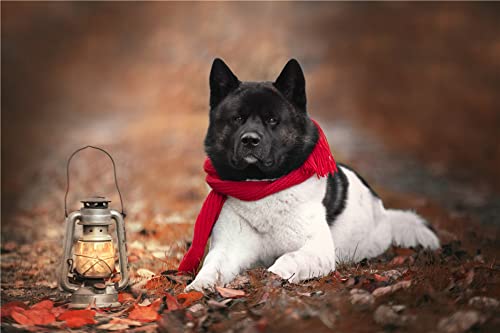 GWYDYB DIY 5D Diamond Painting by Number Kits – Schwarz-weißer Akita-Hund mit rotem Schal – Paint with Diamonds Arts Wall Decor 40×50cm GWYDYB DIY 5D Diamond Painting by Number Kits – Schwarz-weißer Akita-Hund mit rotem Schal – Paint with Diamonds Arts Wall Decor 40×50cm von GWYDYB