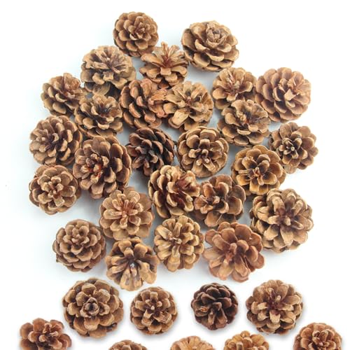 Natürliche Kiefernzapfen, 32 Stück Mini Weihnachten Tannenzapfen 3-4cm Dekoration Pinienzapfen Geeignet für DIY-Weihnachtsbäume, Kunsthandwerk aus Kunstharz und Heimdekoration Natürliche Kiefernzapfen, 32 Stück Mini Weihnachten Tannenzapfen 3-4cm Dekoration Pinienzapfen Geeignet für DIY-Weihnachtsbäume, Kunsthandwerk aus Kunstharz und Heimdekoration von GZGXKJ