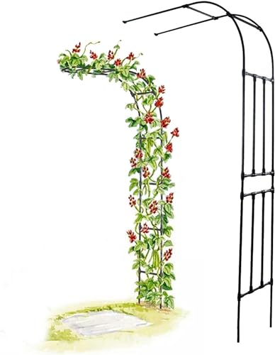 Arco For Rose Halbseitiger Gartenbogen, Breite 60–300 cm, unterirdisch 240 cm, rampisches Retikulum, Torbogen der Pflanze auf halbem Weg (Größe: B 250 x H 240 cm) von GZYHDC