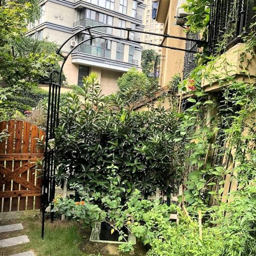 Gartenpergola Arco Rose Semiarco Metall in Metall mit Probe Arco Sales zum Klettern robuste Gartenpergola röhrenförmig 90 x 240 cm 150 x 240 cm 200 x 240 cm 300 x 240 cm (Größe: B 250 x H 240 cm) von GZYHDC