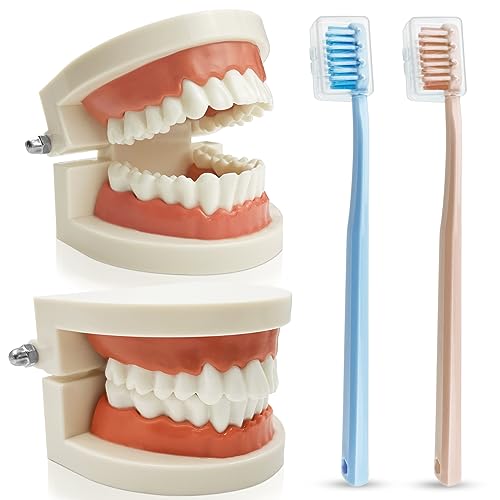 GZkedu 2 Stück Zahnmodell, ABS Gebiss Modell, Zahn-Lehrmodell, mit 2 Zähneputzen, Anatomisches Zahnmodell für Zahnunterricht oder Mundpflege von GZkedu