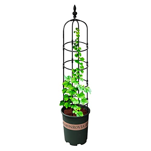 Garten-Obelisk-Spalier – Kletterpflanzen-Spalier für Blumen, Pflanzenständer mit kreisförmigen Ringreifen für Zimmerpflanzen – Tomatenkäfige für den Garten (schwarz D) von GaRcan