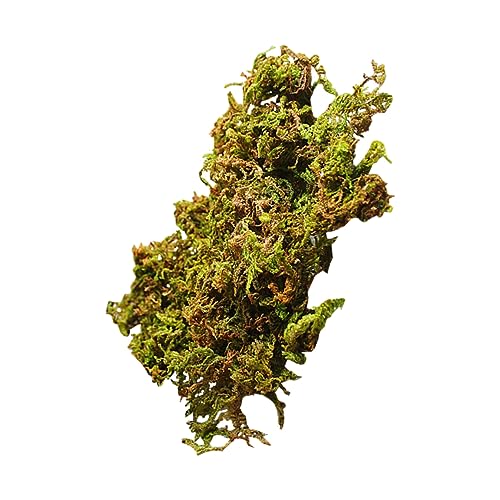 Gadpiparty 3taschen Getrocknetes Naturmoos Dekoratives Moos Für Mikrolandschaften Blumentopfschmuck Naturpflanze Moosschmuck Für Heimdekoration Gadpiparty 3taschen Getrocknetes Naturmoos Dekoratives Moos Für Mikrolandschaften Blumentopfschmuck Naturpflanze Moosschmuck Für Heimdekoration von Gadpiparty