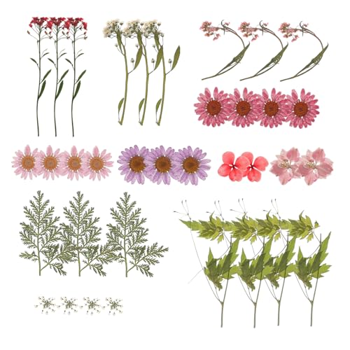 Gadpiparty Getrocknete Gepresste Blumen Mix Natürliche DIY Trockenblumen Bastelset Pinke Blüten für Scrapbooking Harz Kerzen Seifen Dekoration Handgemachte Kunstwerke Gadpiparty Getrocknete Gepresste Blumen Mix Natürliche DIY Trockenblumen Bastelset Pinke Blüten für Scrapbooking Harz Kerzen Seifen Dekoration Handgemachte Kunstwerke von Gadpiparty