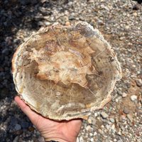 Große Versteinerte Holz Scheibe Oder Platte von GadsdenGem