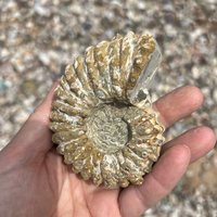 Madagaskar Ammonit Fossil - 9, 5 cm X 7 Madagaskar Ammonit Fossil - 9, 5 cm X 7 von GadsdenGem
