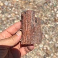 Rohes Arizona Versteinertes Holz Geschnittenes Basisfossil von GadsdenGem