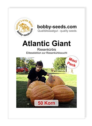 Atlantic Giant Competition Strain Kürbissamen von Bobby-Seeds, 50 Korn von Gärtner's erste Wahl! bobby-seeds.com