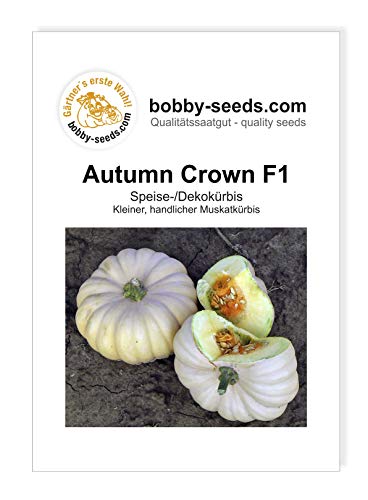 Autumn Crown F1 Kürbissamen von Bobby-Seeds, Portion von Gärtner's erste Wahl! bobby-seeds.com