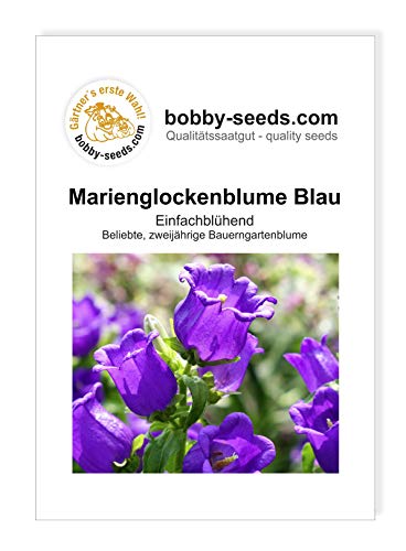 Blumensamen Marienglockenblume Blau Portion von Gärtner's erste Wahl! bobby-seeds.com