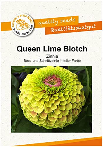 Blumensamen Queen Lime Blotch Zinnie Portion von Gärtner's erste Wahl! bobby-seeds.com