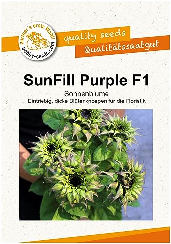 Blumensamen Sunfill Purple Sonnenblume von Gärtner's erste Wahl! bobby-seeds.com