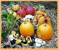 Bobby-Seeds Kürbissamen Samenmischung Villa Kunterbunt Portion Bobby-Seeds Kürbissamen Samenmischung Villa Kunterbunt Portion von Gärtner's erste Wahl! bobby-seeds.com