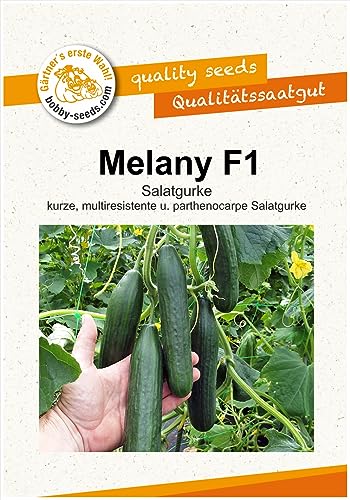 Gurkensamen Melany F1 Salatgurke Portion von Gärtner's erste Wahl! bobby-seeds.com