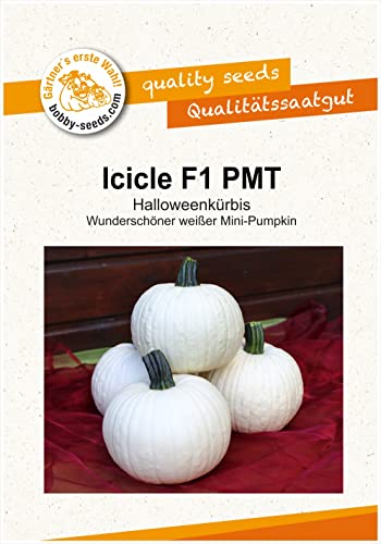 Kürbissamen Icicle F1 Portion von Gärtner's erste Wahl! bobby-seeds.com