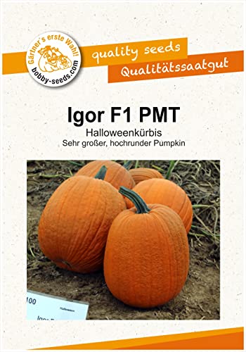 Kürbissamen Igor F1 Halloweenkürbis Portion von Gärtner's erste Wahl! bobby-seeds.com