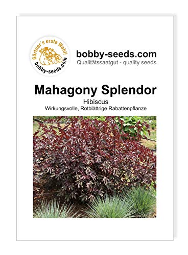 Blumensamen Mahagony Splendor Hibiscus Portion von Gärtner's erste Wahl! bobby-seeds.com