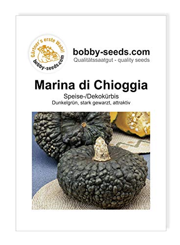 Marina di Chioggia Kürbissamen von Bobby-Seeds, Portion von Gärtner's erste Wahl! bobby-seeds.com