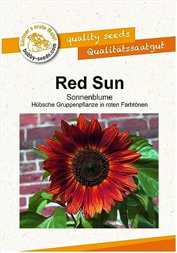 Red Sun Sonnenblume von Bobby-Seeds Portion von Gärtner's erste Wahl! bobby-seeds.com