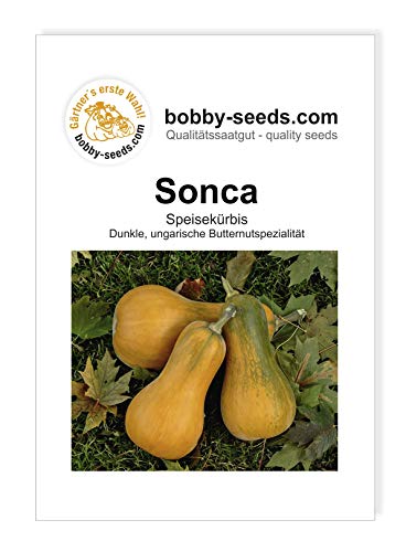 Sonca Kürbissamen von Bobby-Seeds, Portion von Gärtner's erste Wahl! bobby-seeds.com