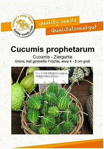 Ziergurkensamen Cucumis prophetarum Portion von Gärtner's erste Wahl! bobby-seeds.com