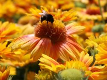 Kokardenblume 'African Sunset', Gaillardia aristata 'African Sunset', Topfware von Gaillardia aristata 'African Sunset'