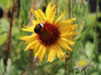 Kokardenblume 'Amber Wheels', Gaillardia aristata 'Amber Wheels', Topfware von Gaillardia aristata 'Amber Wheels'