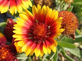 Kokardenblume 'Arizona Sun', Gaillardia x grandiflora 'Arizona Sun', Containerware von Gaillardia x grandiflora 'Arizona Sun'