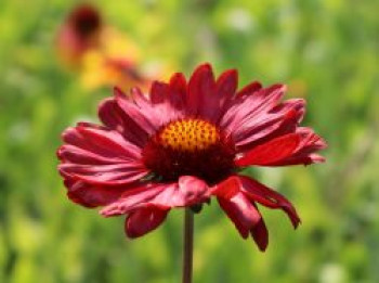 Großblumige Kokardenblume 'Burgunder', Gaillardia x grandiflora 'Burgunder', Topfware von Gaillardia x grandiflora 'Burgunder'