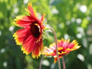 Großblumige Kokardenblume 'Fackelschein', Gaillardia x grandiflora 'Fackelschein', Topfware von Gaillardia x grandiflora 'Fackelschein'