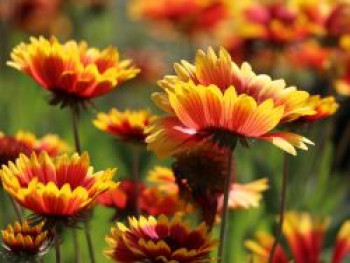 Großblumige Kokardenblume 'Kobold', Gaillardia x grandiflora 'Kobold', Containerware von Gaillardia x grandiflora 'Kobold'