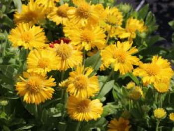 Großblumige Kokardenblume 'Mesa Yellow', Gaillardia x grandiflora 'Mesa Yellow', Topfware von Gaillardia x grandiflora 'Mesa Yellow'