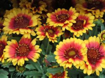 Großblumige Kokardenblume SPINTOP ® 'Red Starburst', Gaillardia x grandiflora SPINTOP ® 'Red Starburst', Topfware XL von Gaillardia x grandiflora SPINTOP ® 'Red Starburst'