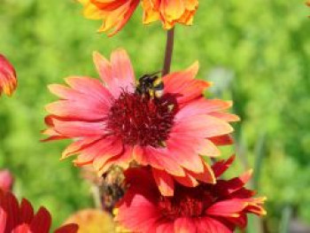 Großblumige Kokardenblume 'Tokajer', Gaillardia x grandiflora 'Tokajer', Topfware von Gaillardia x grandiflora 'Tokajer'