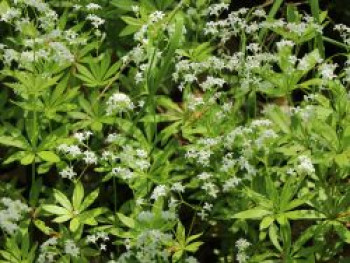 Echter Waldmeister, Galium odoratum, Topfware von Galium odoratum