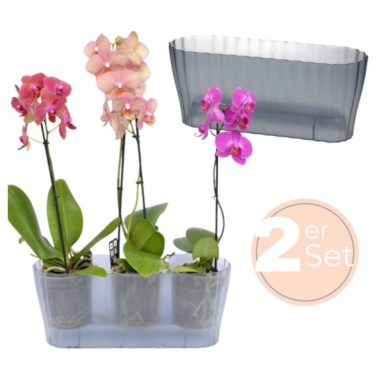 GarPet Blumentopf 2er Set Orchideentopf Transparent Orchideen Über groß rauchfarbig groß von GarPet