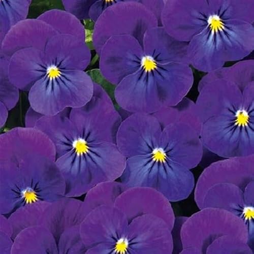 Helza Stiefmütterchen Ice Babies® Blue F1, Blau F1 Holländische Veilchen, 200 stück, Blumensamen für Garten und Balkon, Pflanzensamen, Saatgut von Kulturpflanzen von Garden Seeds