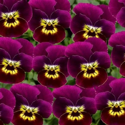 Helza Stiefmütterchen Twix Purple and Gold, Lila und Gold, Holländische Veilchen, 200 stück, Blumensamen für Garten und Balkon, Pflanzensamen, Saatgut von Kulturpflanzen von Garden Seeds