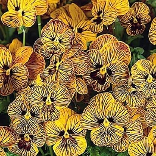 Helza Stiefmütterchen Twix Special Tiger Eye F1, Spezial Tigerauge F1, Holländische Veilchen, 200 stück, Blumensamen für Garten und Balkon, Pflanzensamen, Saatgut von Kulturpflanzen von Garden Seeds