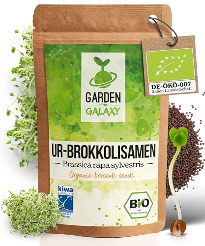 GotG® Bio Ur-Brokkoli Samen [1KG] Brokkolisamen mit hohem Sulforaphan Gehalt dank Sorte "Brassica rapa sylvestris" bis zu 99% Keimrate - Premium Brokkoli Sprossen zum Keimsprossen ziehen von Garden of the Galaxy
