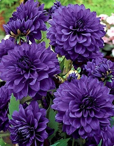 Dahlia, Dahlien, Georginen Blue - Blumenzwiebel/Knolle/Wurzel von GardenSeedsMarket