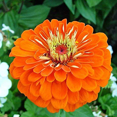 Dahlienblütiger Zinnie"Orange King" - samen von GardenSeedsMarket